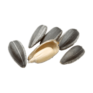 Sunflower Seeds